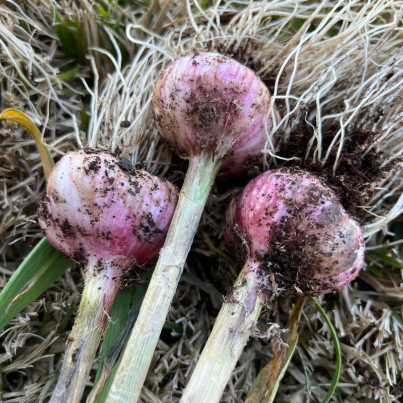 🧄Lila Knoblauch: Gesunde Zwiebeln ohne GVO
