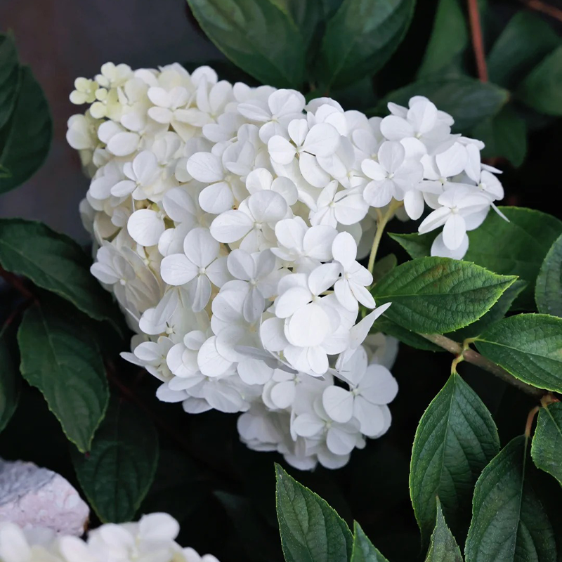 🍦Sommer-Erdbeereis – 🍨Konische Hortensiensamen