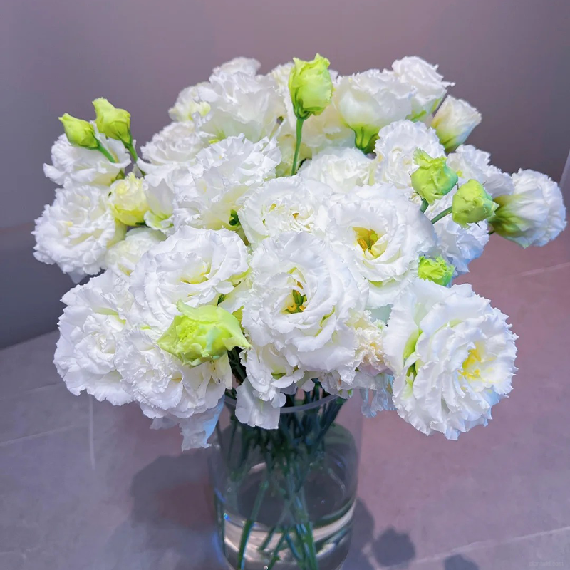 ❤️‍🔥Hot sale! 🌈Eternal Love : Lisianthus seeds🌷