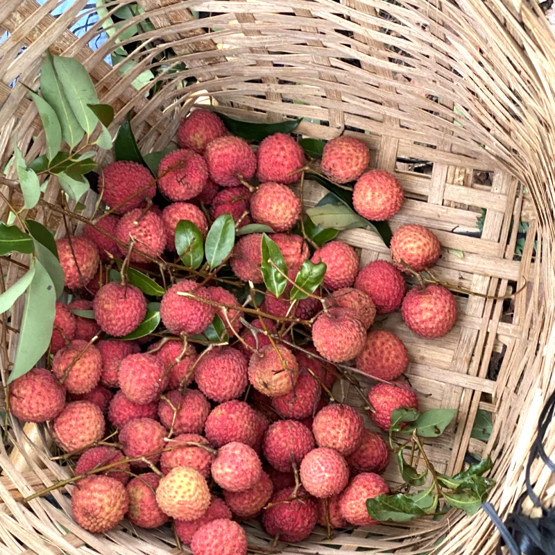 🌱 Grow Something Special – Lychee Seeds for Home Orchards 🍈