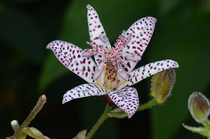 🔥The unique charm in the garden: 🌼Spotted lilies💐🌿