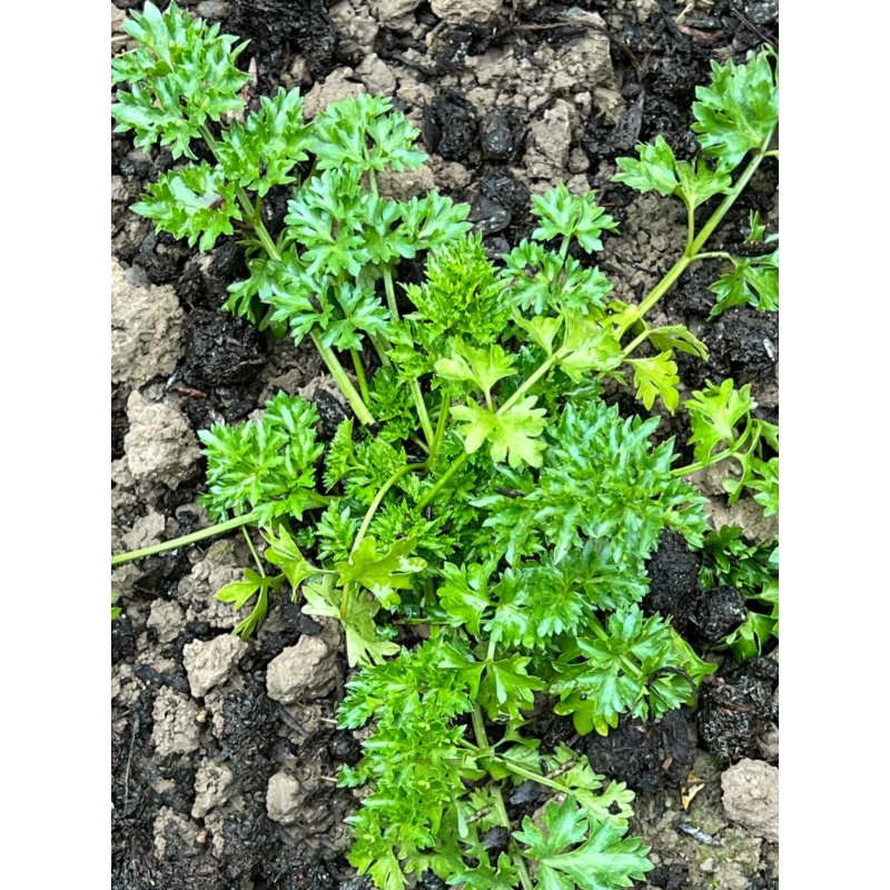 🌿Eucommia seeds-Low maintenance, multi-purpose, high nutrition