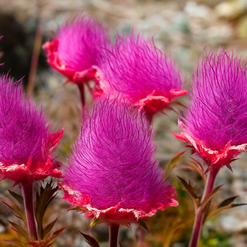 🌸 Prairie Smoke Flower Seeds – Whimsical Beauty from the Wild 🌾