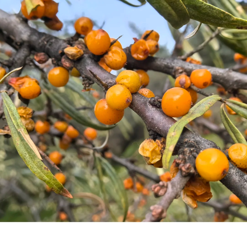 🌿 Boost Immunity & Grow Naturally – Organic Sea Buckthorn Seeds for Vibrant Health & Sustainable Gardens!