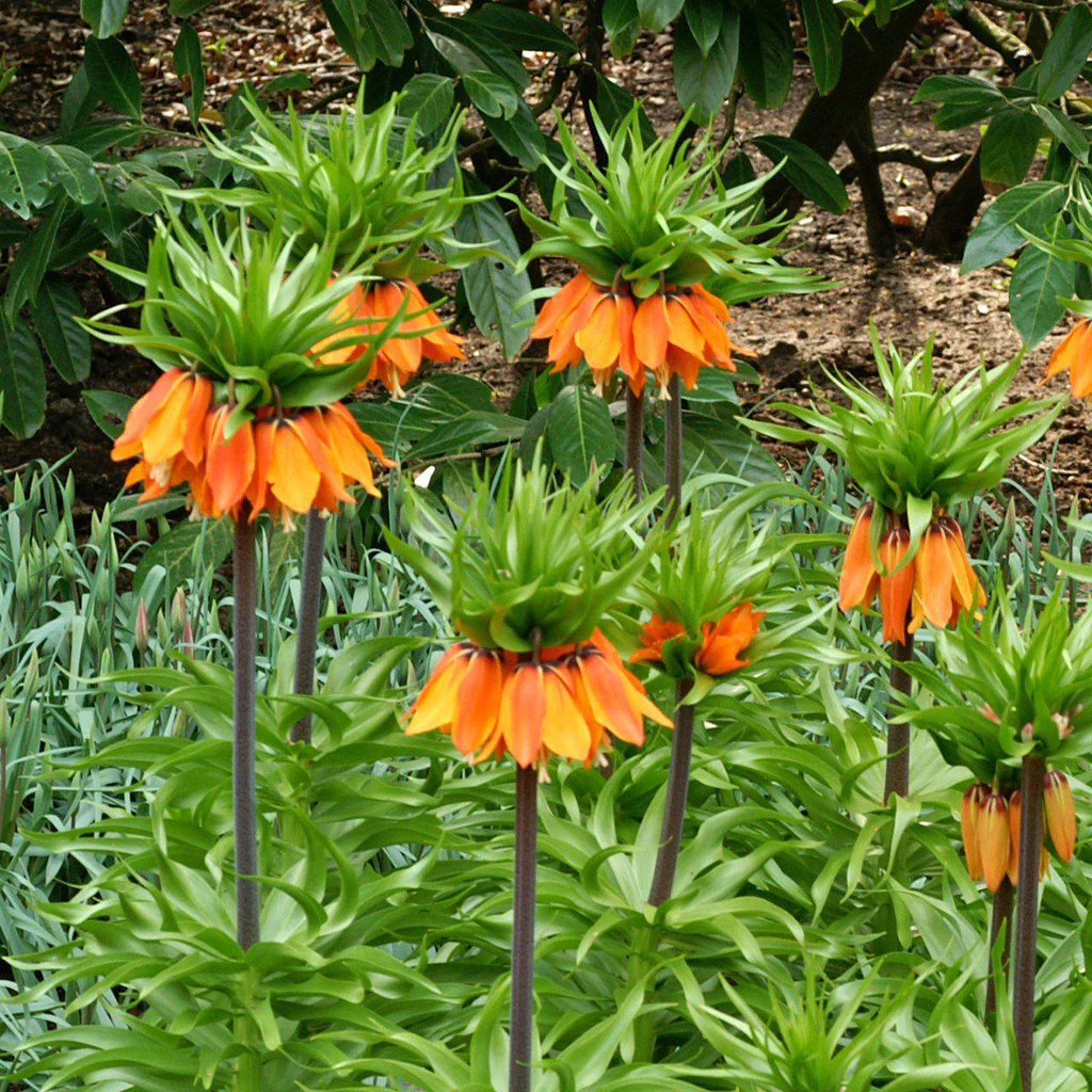 Fritillaria Crown Imperial Aurora