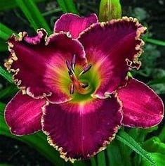 Daylily Hybrid Flowers Seeds, Hemerocallis Hybrid, 20pcs/pack