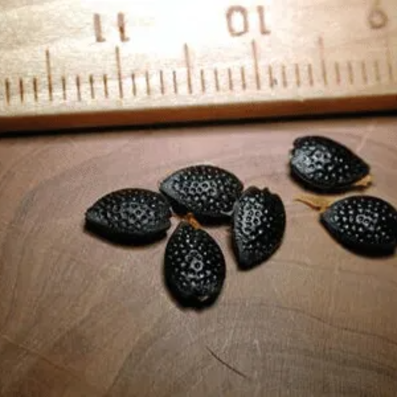 Organic Passion Fruit Seeds 🌿🍹 – Easy to Grow, Nutrient-Rich Tropical Flavor for Health & Home