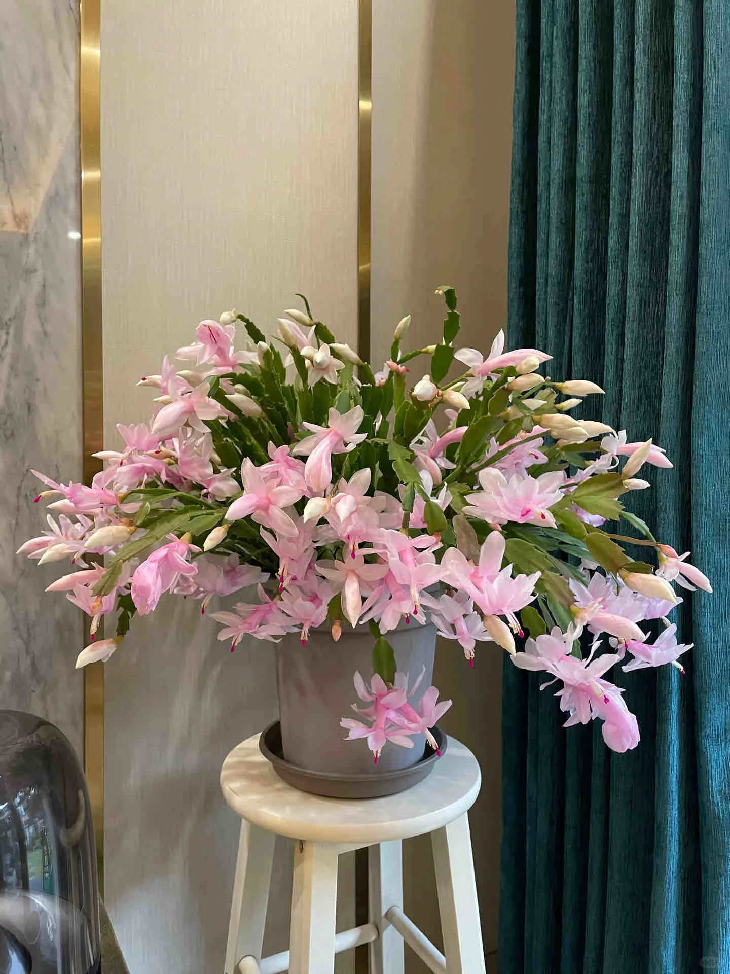 Crab Claw Orchid - The Icing On The Cake