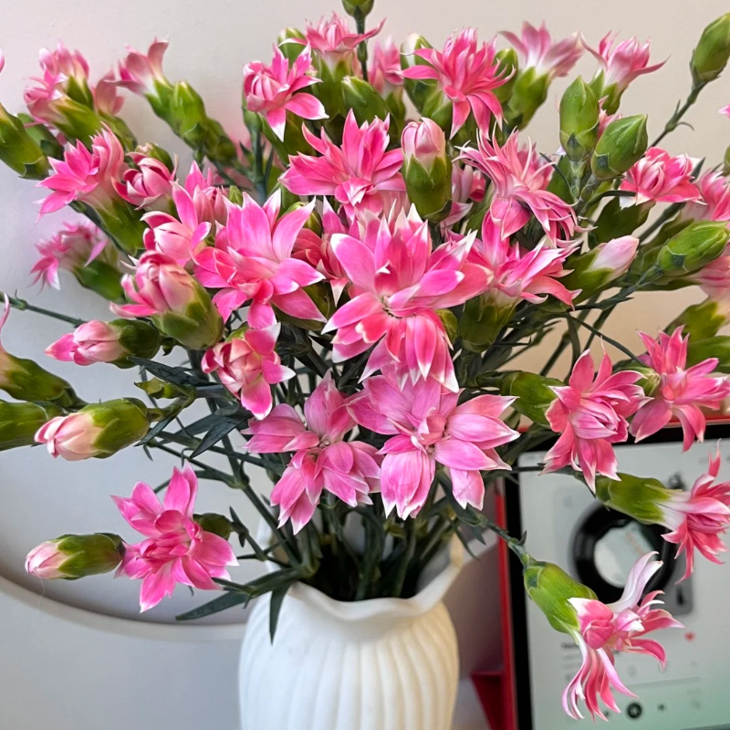 🌸 Doting Series Dianthus Seeds — A Garden Full of Love and Color