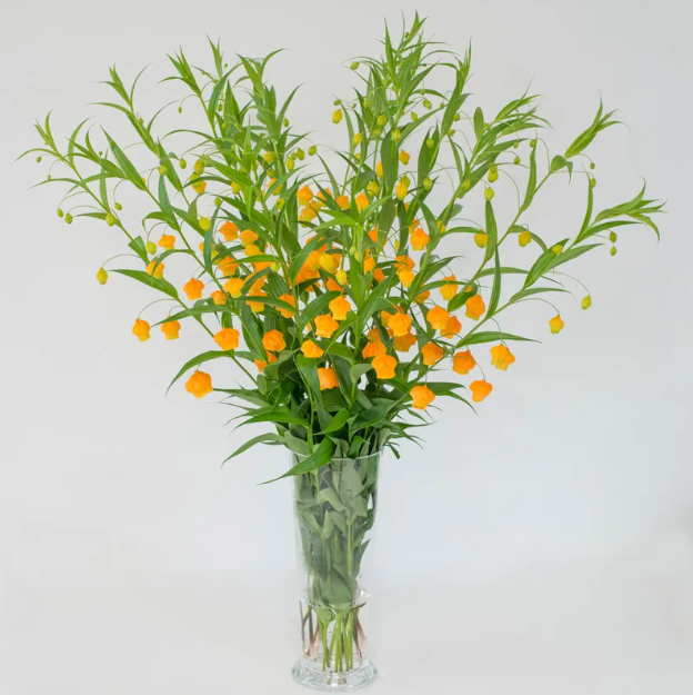 Sandersonia Aurantiaca Seeds