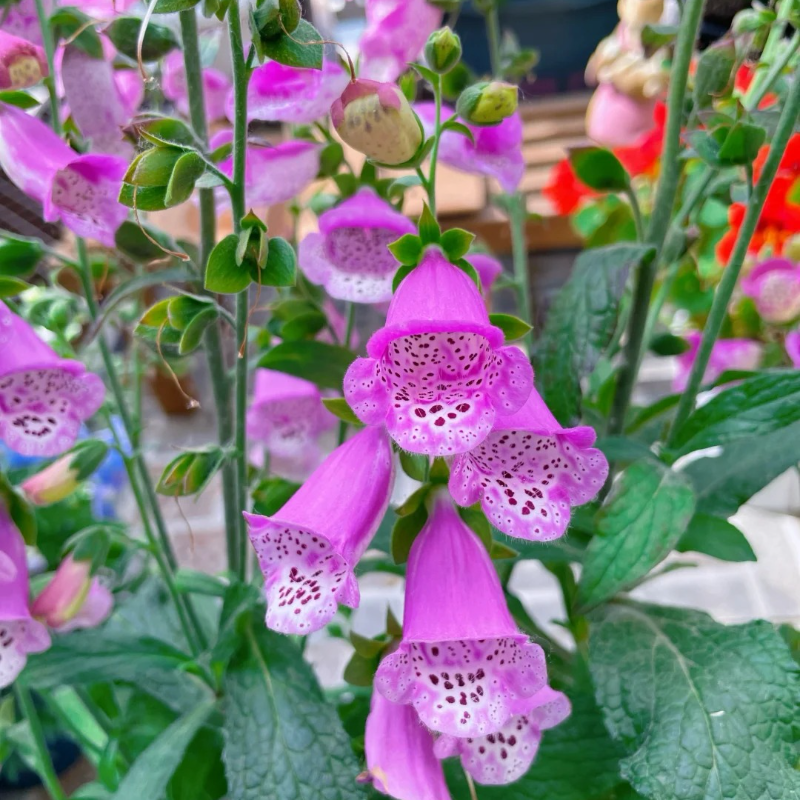 Relax & Garden 🌞 – Foxglove Seeds for Calm, Graceful Outdoor Spaces 🌷🪴