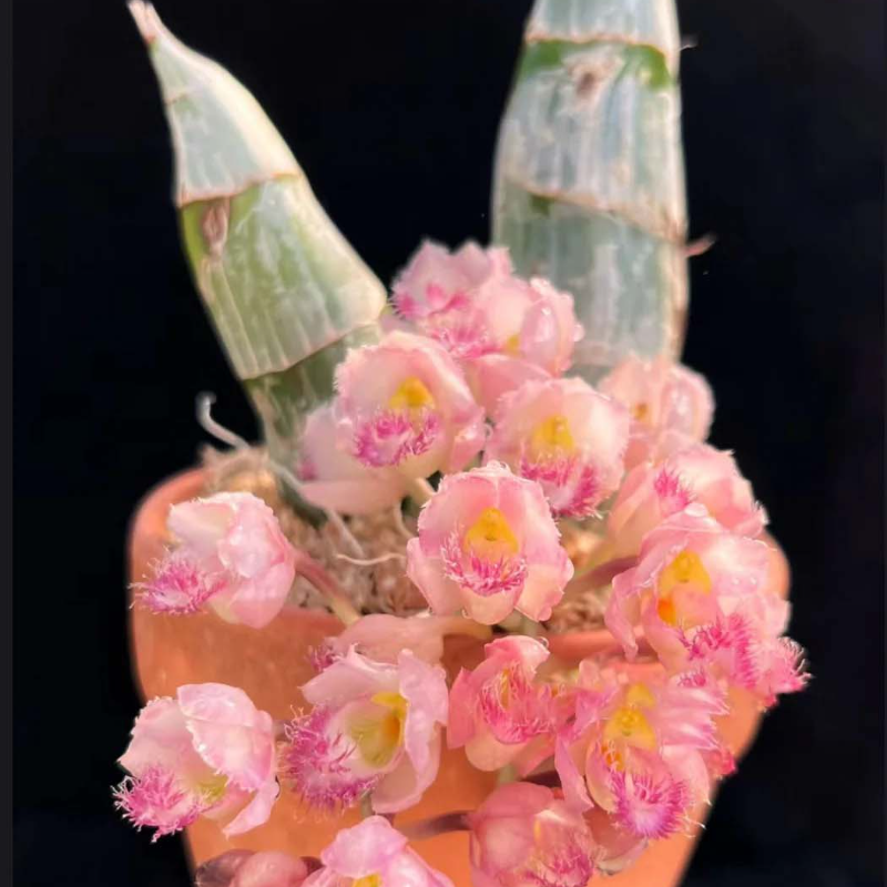 🌸 Fairy Orchid Seeds (Dendrobium Species) – Bring Grace & Tranquility into Your Home Garden 🌸