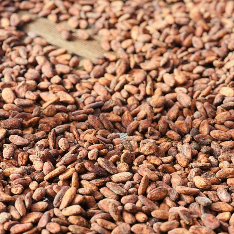 🌱Cocoa fruit seeds - Antioxidant and promote cardiovascular and cerebrovascular health