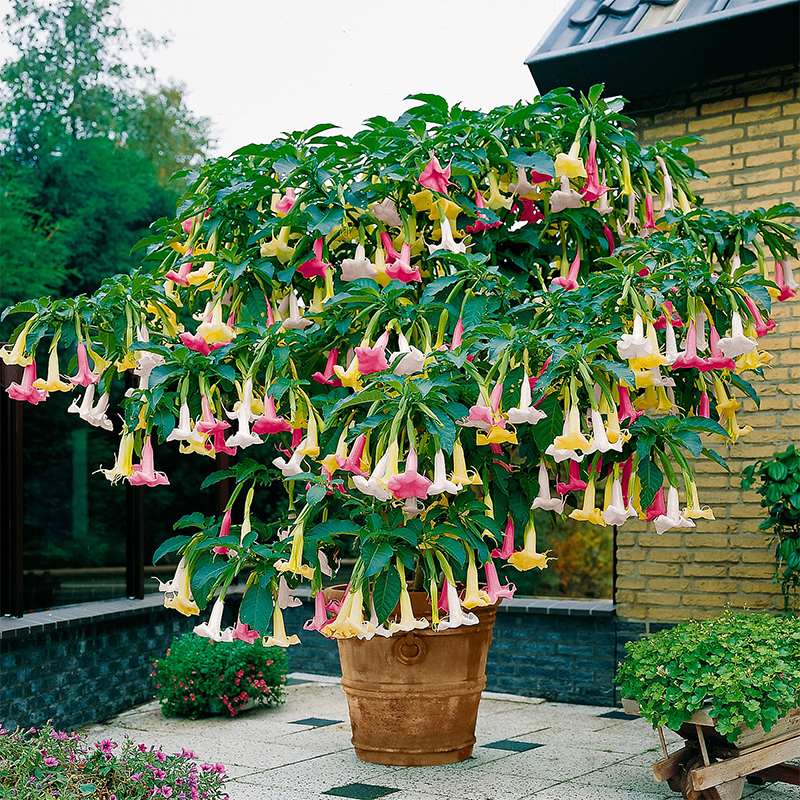 50pcs/Bag Datura Brugmansia Seeds Potted Bonsai Trumpets Angel Flower Seeds