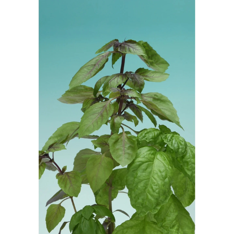 🌱Basil seeds-High quality, easy to grow, and rich in flavor