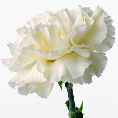 Dianthus Caryophyllus Seeds