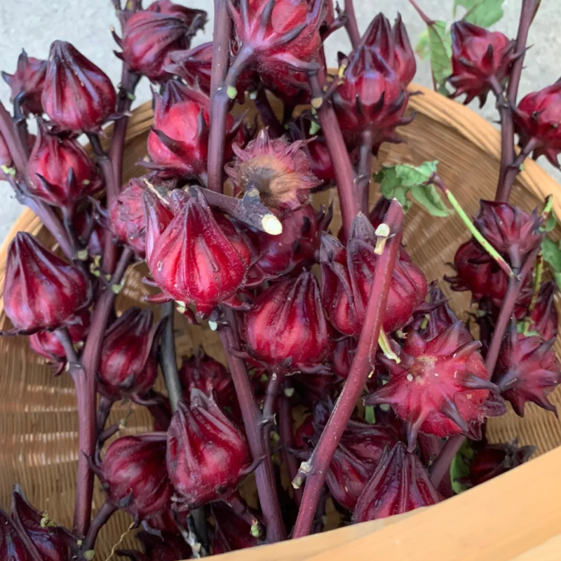 🌱Roselle Flower Seeds - Natural Antioxidant, Revitalize Health and Vitality