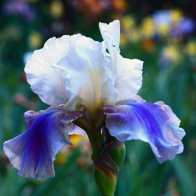 Reblooming Bearded Iris Collection