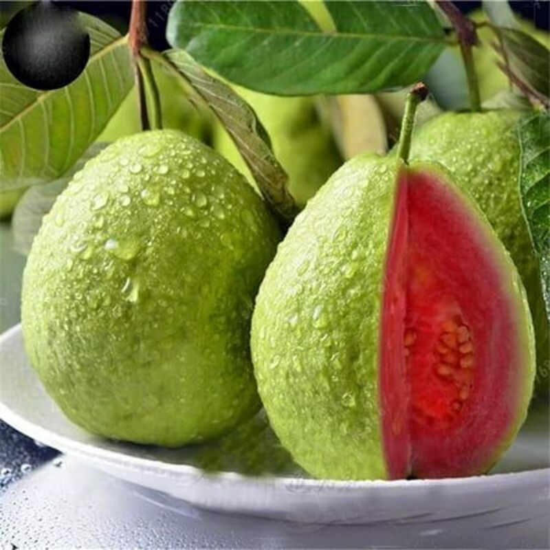 🔥Hot Sale🍏Bonsai Guava Seeds