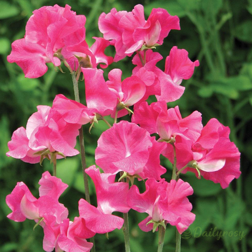 💐Multi Color Sweet Pea Flower Seeds