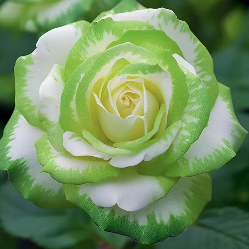 Rare Scottish White and Green Twin Roses🌿