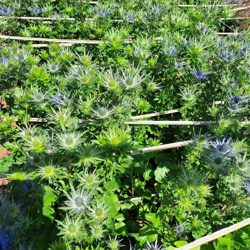 🌼 Kenya Eryngium Seeds – Unique Blooms for Easy, Elegant Gardens ✨