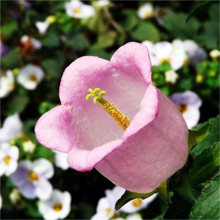Chimes Flowers Seeds
