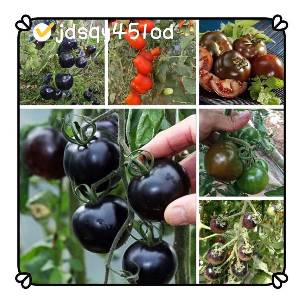 Black Tomato - Black Beauty Queen