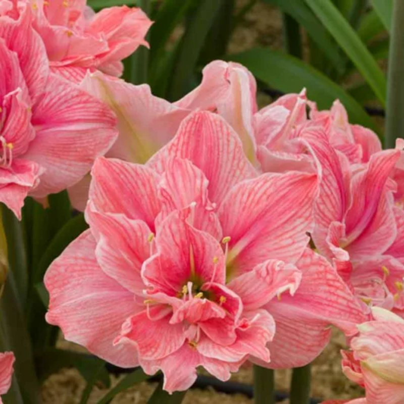 🌸 Timeless Beauty in Every Bloom – Hippeastrum Seeds: Easy to Grow, Perfect for Generations!