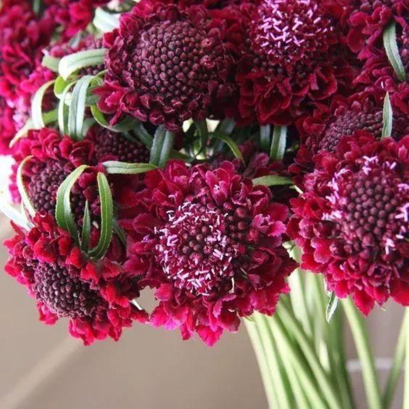 Cottage Garden Magic Begins with a Seed 🌷 | Plant Scabiosa Today