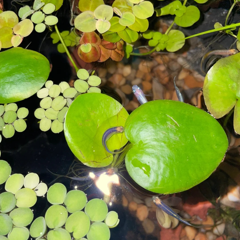 🍀 Round Leaf Duckweed Seeds – Grows Fast 🌱 | Cleans Water 💧 | Easy Natural Cover for Peaceful Ponds & Happy Fish  🐟🪷