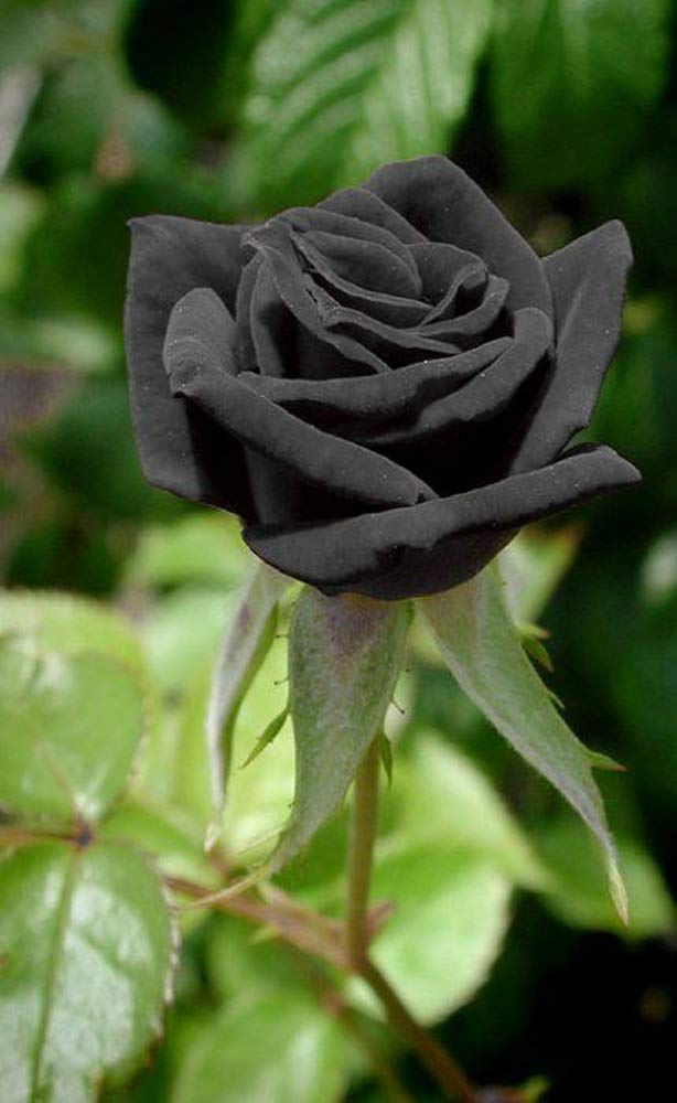 20+ raras semillas de rosas negras hermosas semillas de flores para el  hogar jard&iacute;n bons&aacute;i : Amazon.com.mx: Hogar y Cocina