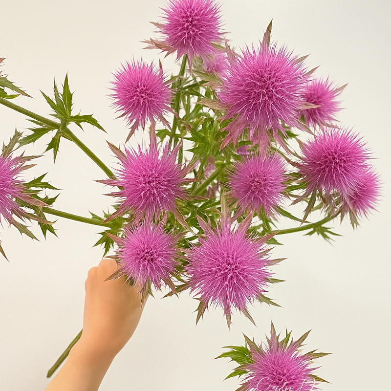 🌼 Kenya Eryngium Seeds – Unique Blooms for Easy, Elegant Gardens ✨