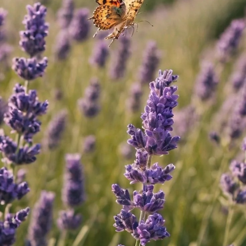🪻Lavender Seeds🌱 - sleep aid and stress relief, handicraft health preservation