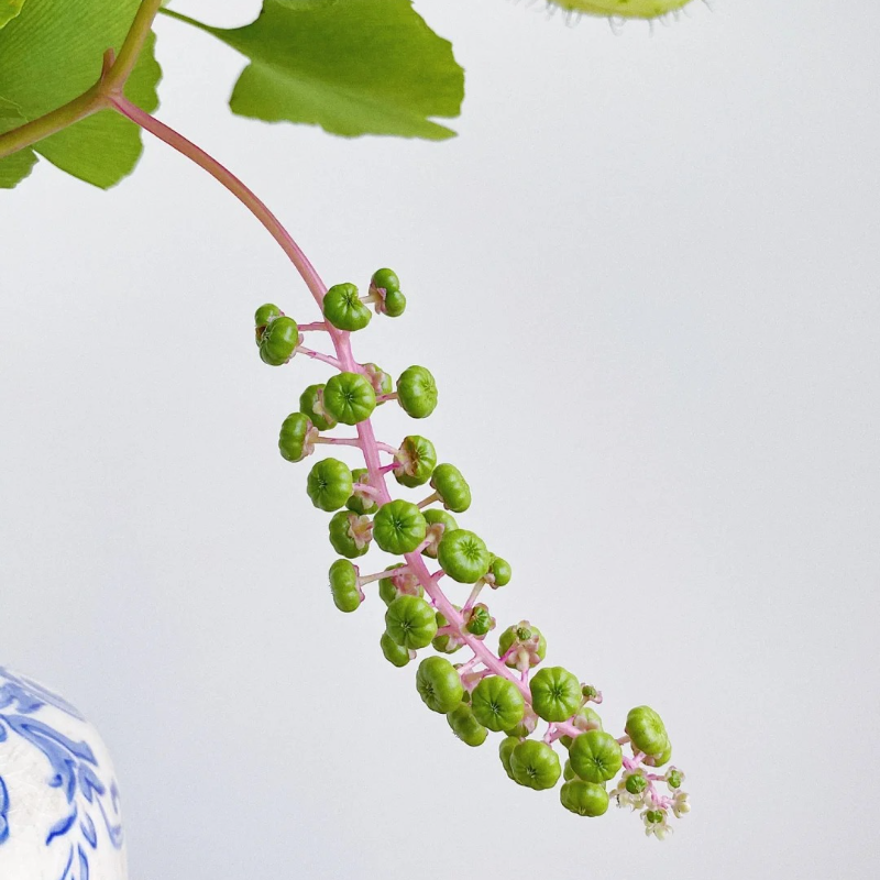 🌿 Tang Mian (Silk Plant) Seeds – Simple Joys of Gardening, Ideal for Seniors