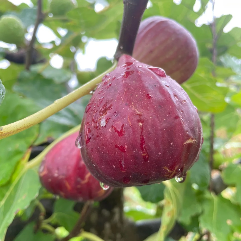 🌿Nostalgic Family-Heirloom Figs – ❤️Organic Seeds for Easy Harvest & Healthier Living!