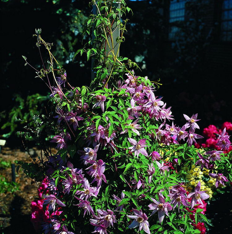 Clematis Macropetala