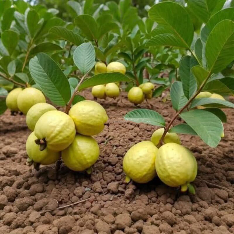 🔥Hot Sale🍏Bonsai Guava Seeds