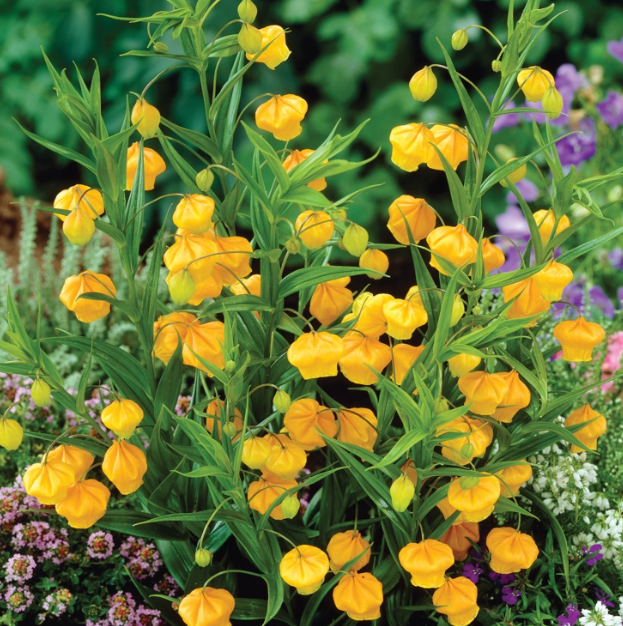 Sandersonia Aurantiaca Seeds