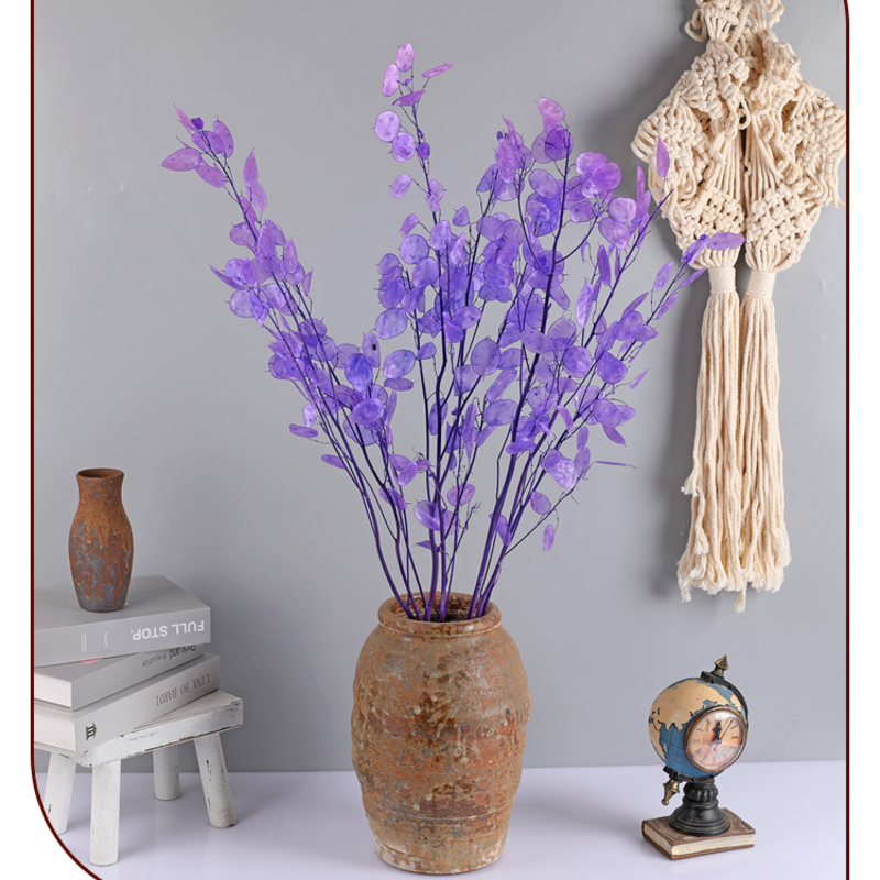 🌟Silver fan leaf seeds🌱- A Unique and Elegant Addition to Your Garden 🌿✨