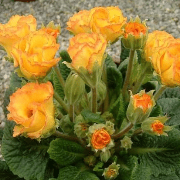 RARE NEW SPRING PRIMULA ROSE SEED，Heirlooms