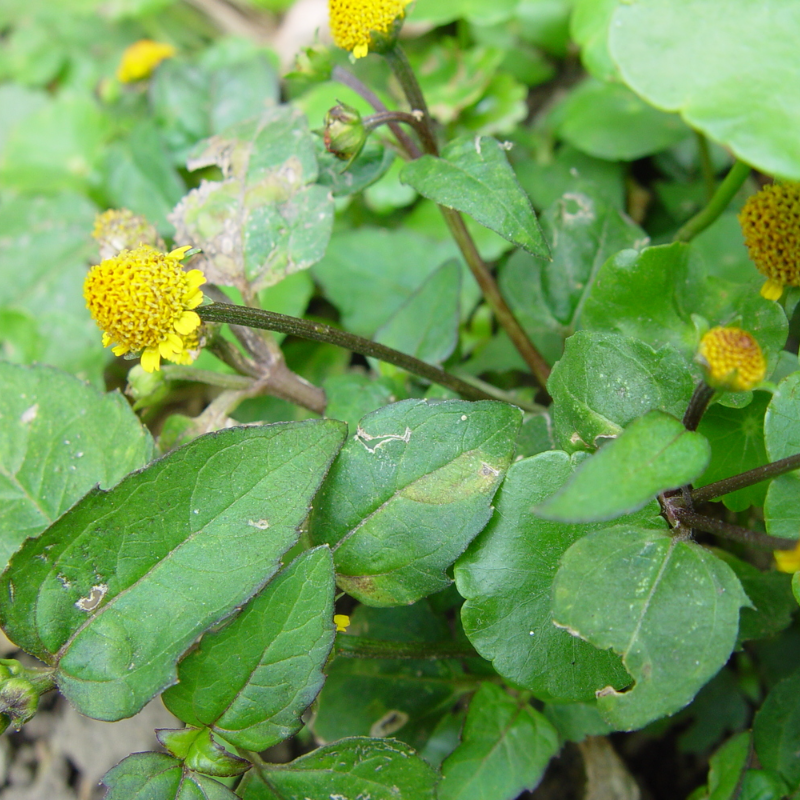 Grow Nature’s Multitasker 🌿💊🌟 – Acmella Oleracea Seeds🌱 Easy to Cultivate, Edible, Medicinal