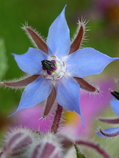Borage Seeds🌸🎉50 Discount🎉