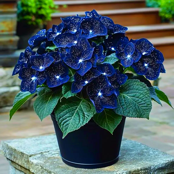 🌟Midnight blue Begonia-A Radiant Addition to Your Home! 🌟