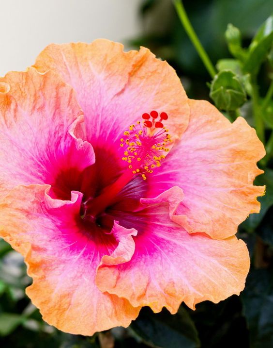 🎈🎉Perfect Dessert Hibiscus👏30%Discount！！