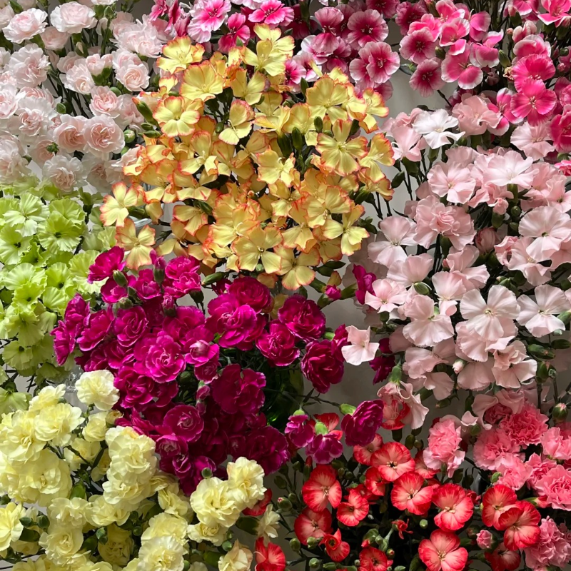 🌸 Doting Series Dianthus Seeds — A Garden Full of Love and Color