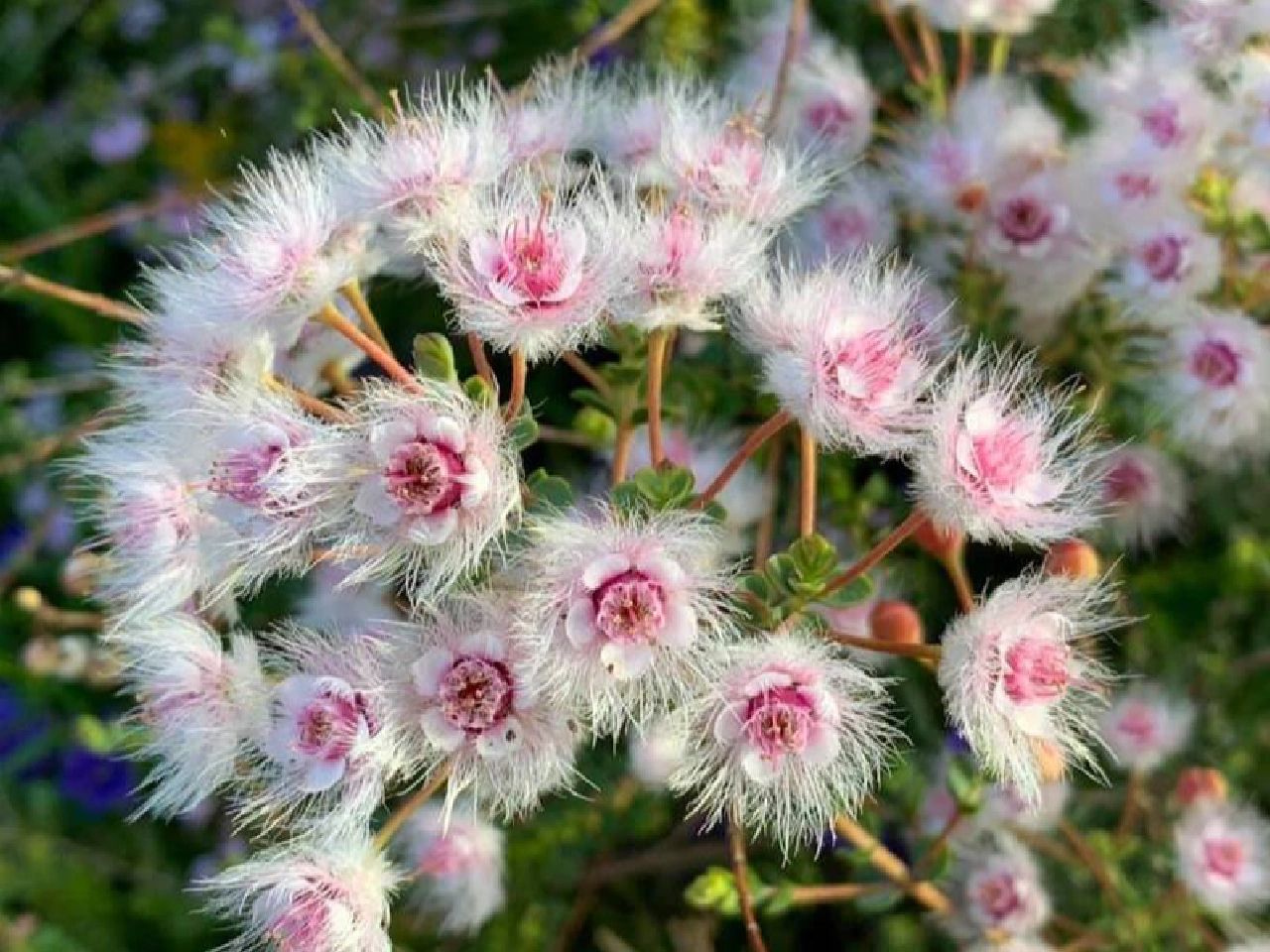 Verticordia Picta flowers-Feather Flower