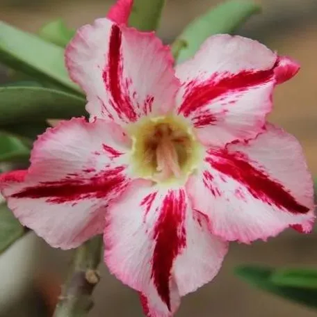 🌵🌹 Dive into Desert Beauty: Desert Rose Seeds for Your Tranquil Haven! 🏜️🌺