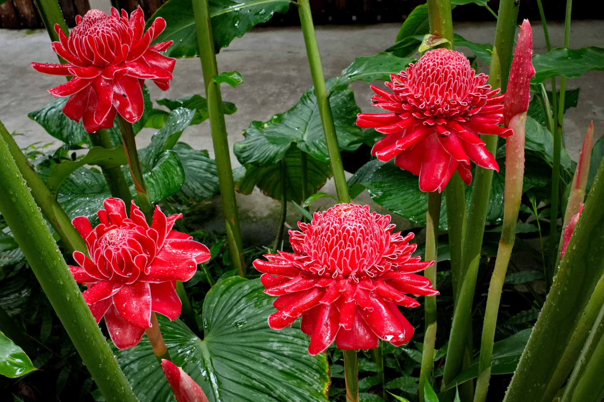 Porcelain rose seeds-Etlingera elatior-Torch Ginger-Etlingera elatior