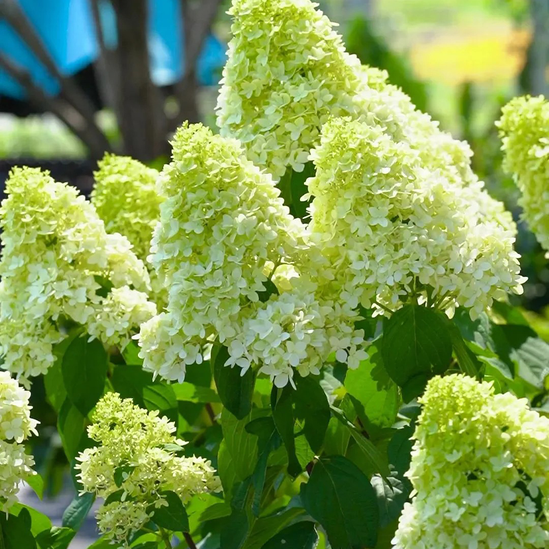 🍦Sommer-Erdbeereis – 🍨Konische Hortensiensamen